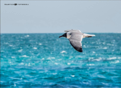 Lonely flight | Barbuda
