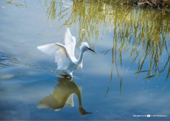 White bird | Antigua 